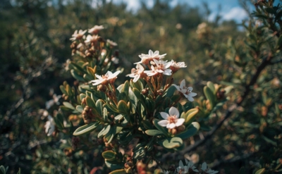 Manuka Essential Oil